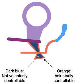 Figure 1 illustrates a cross-section of the anorectal area. The internal anal sphincter, or IAS, is not voluntarily controllable, so it is colored dark blue. The IAS is encircled by the voluntarily-controllable external anal sphincter, or EAS, which is colored orange.