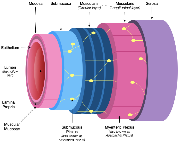 Figure 10 shows a tube made up of several layers that closely matches the written description. To visualize it, think of peeling back a modern garden hose layer by layer: first a smooth outer surface, followed by fibrous but flexible inner layers, and finally a last layer before reaching the inner hollow area.