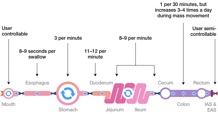 Figure 11 shows common timings for peristaltic waves and other movements. Esophagus: 8 to 9 seconds per swallow. Stomach: 3 per minute. Duodenum: 11 to 12 per minute. Jejunum and Ileum: 8 to 9 per minute. Cecum, Colon, and Rectum: 1 per 30 minutes, which increases 3 to 4 times a day during mass movement.