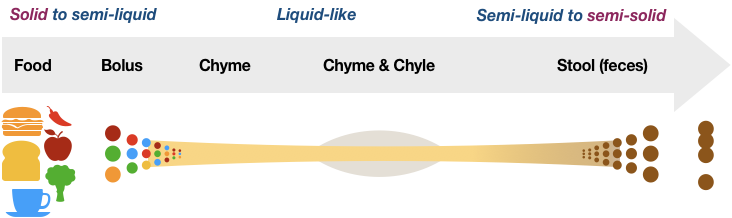 Figure 12 shows a timeline that begins with a group of common foods and beverages becoming boluses, which are small clumps of chewed matter. These clumps get increasingly smaller and become a liquid-like material. The material stays liquid-like for a while. Then moisture is extracted, and the digested food becomes drier clumps of semi-solid waste material, which is called stool, feces, or a variety of other terms.