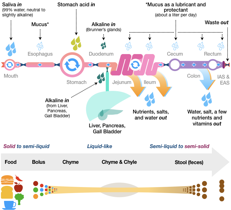 Figure 13 combines the subway map view of our digestive system with the timeline view of our digestive process and adds inputs and outputs. Saliva, which is 99% water and may be slightly alkaline, is added in the mouth. About a liter of mucus, which is a thin, clear liquid that serves as a lubricant and protectant, is added throughout the digestive system, including in the Esophagus, Small Intestine, and Large Intestine. Acid is added in the Stomach, and then mostly neutralized by alkaline secretions from the Liver, Pancreas, Gall Bladder and Brunner’s Glads in the Duodenum. Nutrients, salts, and water are absorbed in the Jejunum and Ileum, with some additional absorption (including some vitamins) occurring in the Large Intestine. Waste is then ready for release by the Anorectal complex. This system is what processes solid food into a liquid-like state, and then into semi-solid waste material.