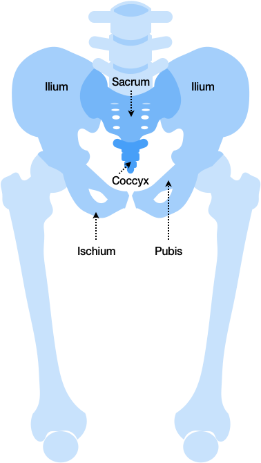 Figure 14 shows the bones of the pelvic region. The Sacrum appears below the vertebrae of the spinal column. The Coccyx is connected to the lower part of the Sacrum. Connected to the Sacrum on either side are the left and right Ilium, which in turn are connected to the left and right Ischium and Pubis bones, respectively. The union of these three bones form the socket joint that houses the ball of the left and right Femur (which are the large upper leg bones). Interestingly, the structure looks somewhat like the head and ears of an elephant.