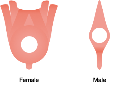 The sketches in Figure 15 contrast the muscular geometries of the female and male external anal sphincter. Allowing for wide artistic license, the female sphincter looks a little like a softball mitt, whereas the male sphincter looks a little like a narrow, pointed gardening trowel. Each has a circular opening, which represents the end point of the anal canal.