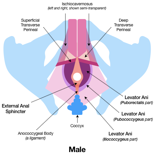 Figure 16 shows the male external anal sphincter muscle connected on its lower end to the Coccyx bone by a ligament known as the Anococcygeal Body. Behind that, the three parts of the Levator Ani muscle fan out and connect to the pelvic bones. More parts, such as the Deep and Superficial Transverse Perineal muscles, form a web-like array of connections to provide strong structural support.