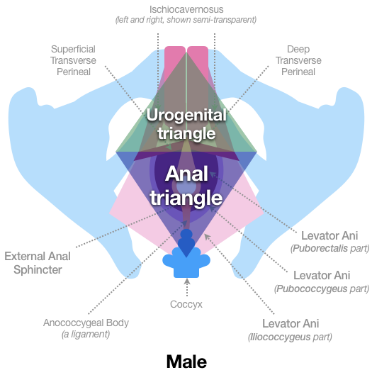 Figure 17 shows the same sketch as Figure 16, but also marks out two triangular regions that look like a diamond when seen together. The first triangle, the Urogenital triangle, starts at a point near the front of the pubis bones and then broadens out to the Superficial Transverse Perineal muscles. The Anal Triangle uses that same location as its base, and then narrows to a point where the External Anal Sphincter connects to the Coccyx.