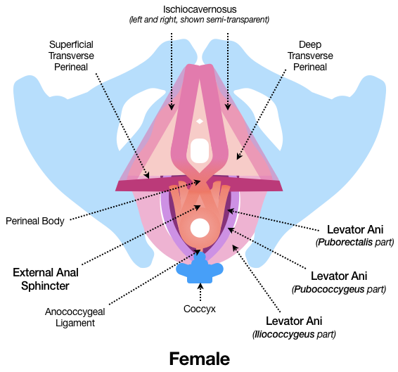 The female pelvic floor is shown sketched in Figure 18. The External Anal Sphincter is located closer to the Coccyx than in the male version, and the muscles of the Levator Ani have a more rounded bearing. Likewise, other pelvic floor parts, such as the Superficial and Deep Transverse Perineal muscles, span longer distances than in the male version.