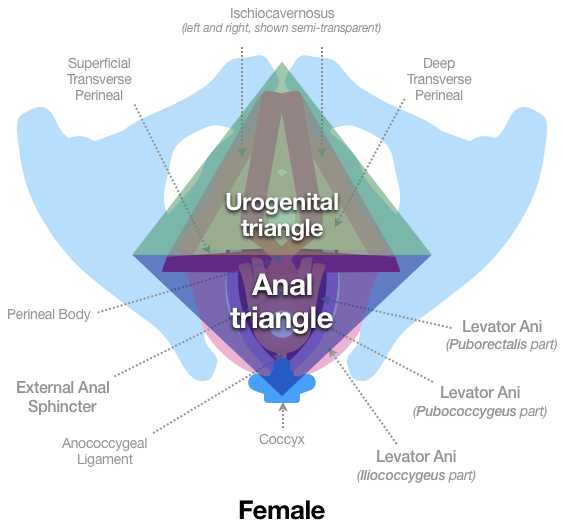 Figure 19 shows the same sketch of the female pelvic floor region as Figure 18, but also marks out two triangular regions that look like a diamond when seen together. The first triangle, the Urogenital triangle, starts at a point near the front of the pubis bones and then broadens out to the Superficial Transverse Perineal muscles. The Anal Triangle uses that same location as its base, and then narrows to a point where the External Anal Sphincter connects to the Coccyx.