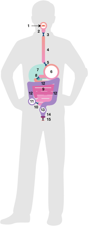 Figure 2 shows our digestive tract as a series of long tubes, hollow globes, and bow tie shapes. The bow tie shapes (#3, 5, 8, 10, and 15) are in the throat, before and after the stomach, between the small and large intestines, and at the anus, which in Latin means circle or ring.