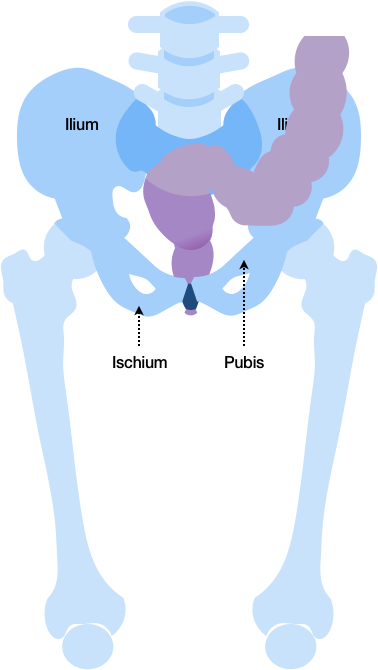 Figure 20 shows the same sketch of the pelvic region as in Figure 14 (where the pelvic bones were described looking like the head and ears of an elephant) but also includes the Descending and Sigmoid Colon, Rectum, and Anorectal canal. These soft tissues are shown being enclosed by the protective pelvic bones.