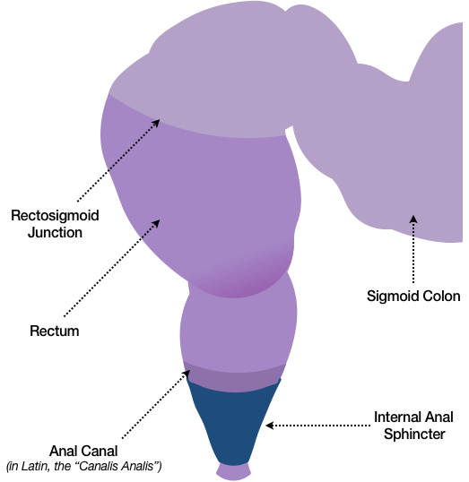 The sketch in Figure 21 shows a curved portion of the Sigmoid colon, the Rectum, and the Anal Canal. Also shown are the Rectosigmoid junction, where the Sigmoid Colon and Rectum meet, and the Internal Anal Sphincter, which is depicted as a band of muscles that wraps around the last inch or so of the GI tract.