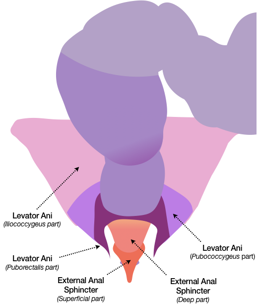 Figure 22 builds on Figure 21 by adding the three parts of the Levator Ani muscle and the three parts of the External Anal Sphincter. The Puborectalis part of the Levator Ani completely encircles the anal canal, somewhat like the drawstring on a pair of sweatpants or pajama pants. The deep part of the External Anal Sphincter wraps around the Internal Anal Sphincter, while the Superficial Part provides an additional muscular ring around the anal canal.