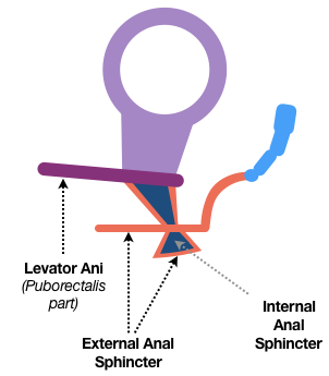 Figure 25 is the first of a three-part series. It shows the Puborectalis part of the Levator Ani holding the Rectum and Anal Canal at an angle. To visualize the effect, picture yourself standing straight and wearing a pair of sweatpants with a drawstring. As you tug the ends of the drawstring forward, you allow your waistline to be pulled forward as well, which puts your upper and lower body at a slightly acute angle.