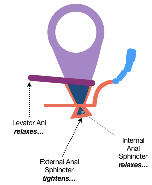 Figure 26, the second sketch in the series, shows the Rectum and Internal Anal Sphincter expanding slightly. The drawstring-like Puborectalis muscle is relaxed, as is the Internal Anal Sphincter. In contrast, the External Anal Sphincter is shown tightening and constricting.