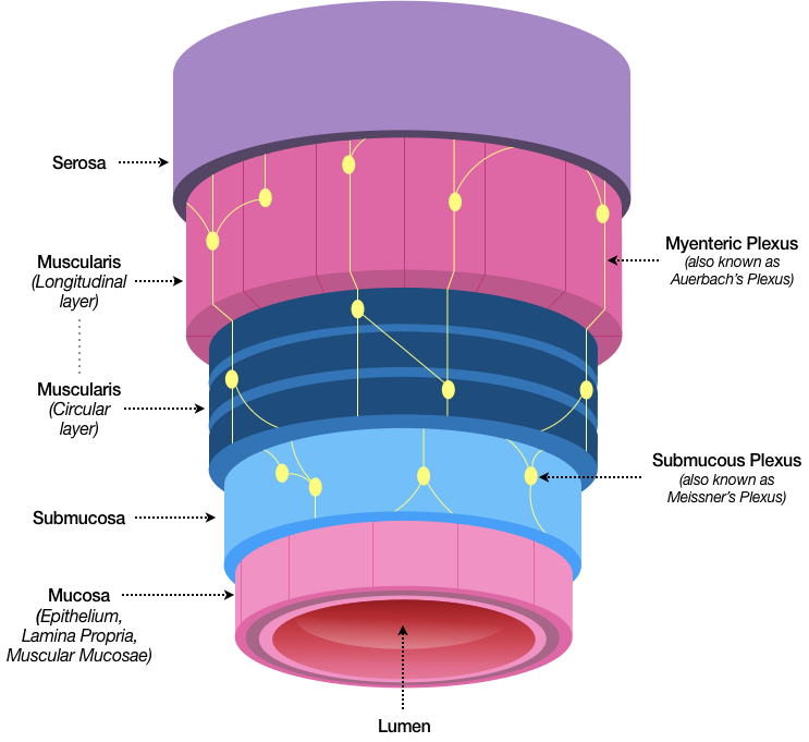 Figure 28 is the same sketch as Figure 10, which compared the tubes of our GI tract to a garden hose. This sketch is oriented vertically rather than horizontally to help promote the idea that the same basic structure that comprises much of the GI tract is present in the Anorectal area.