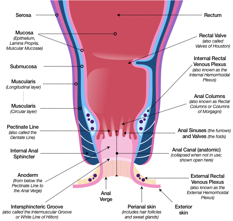 Figure 29 shows a cross-section of the Anorectal area. Starting from the outside in we see the Serosa, Muscularis, Submucosa (which also contains a network of balloon-like veins called the Internal Rectal Venous Plexus), and the Mucosa. A horizontal fold made up of these layers, called a valve, appears in the Rectum. Approximately 2.5 cm (which is about an inch) away from the final exit, the Muscularis layer thickens into rings of muscle, which form the Internal Anal Sphincter.  At about the same location, which is called the Pectinate Line or Dentate Line, the Mucosa gathers into a series of furrows and folds called Anal Sinuses and Anal Valves. Below these folds is an area of transitional skin called the anoderm. A horizontal ring-shaped groove, called the  Intersphincteric Groove (or White Line of Hilton appears next, which is just above the Anal Verge. At about the same place, and just behind the skin, is the External Rectal Venous Plexus. This is also where the anoderm transitions to perianal skin, which is shown transitioning to exterior skin. This sketch does not include the External Anal Sphincter. In this sketch, the Anal Canal is shown open.