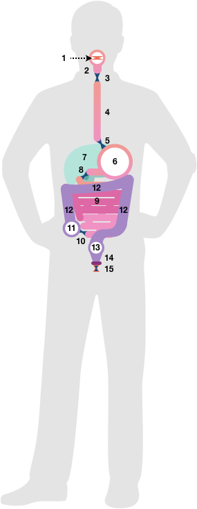 Figure 3 is the same sketch as Figure 2. Here’s a little more detail: the image shows the silhouette of an adult male, with the digestive organs placed in their approximate anatomic locations. It looks a little like a human-sized cardboard cutout holding an elaborate and brightly-colored balloon animal.