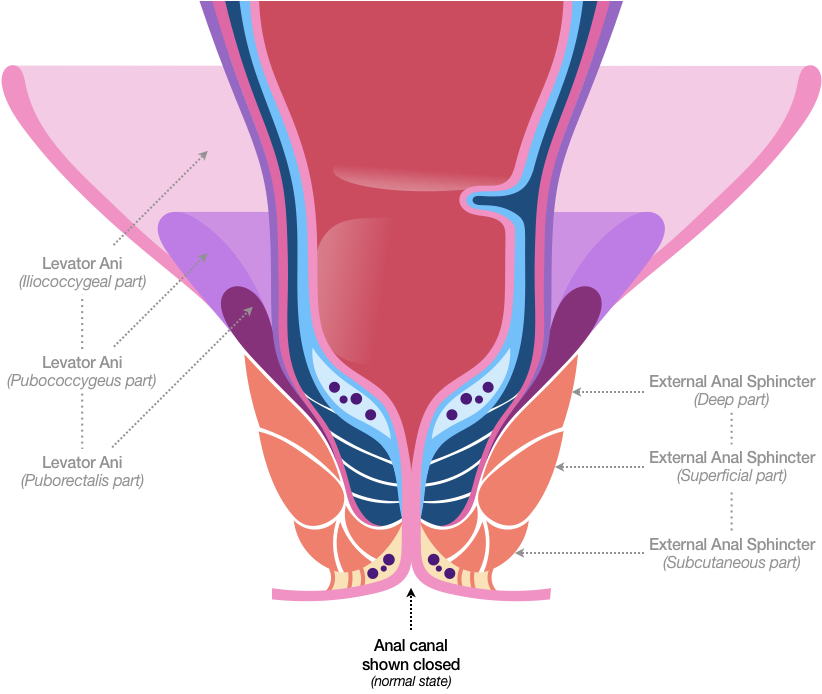 Figure 32 shows a cross section of the Anorectal Area with the Anal Canal closed. In this sketch, the sides of the Mucosa are drawn together from the Pectinate Line to the Anal Verge, and the Internal and External Anal Sphincters are shown in a toned state.