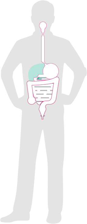 Like Figures 2 and 3, Figure 34 shows the silhouette of an adult male, with the digestive organs placed in their approximate anatomic locations. However, in this sketch the entire digestive tract is outlined in a bright color to indicate a clear, uninterrupted barrier that runs from inside the mouth to the anal exit.