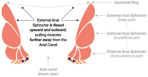 Figure 37 shows the muscles of the External Anal Sphincter flexing upward and outward, which has the effect of pulling the muscles further away from the Anal Canal.