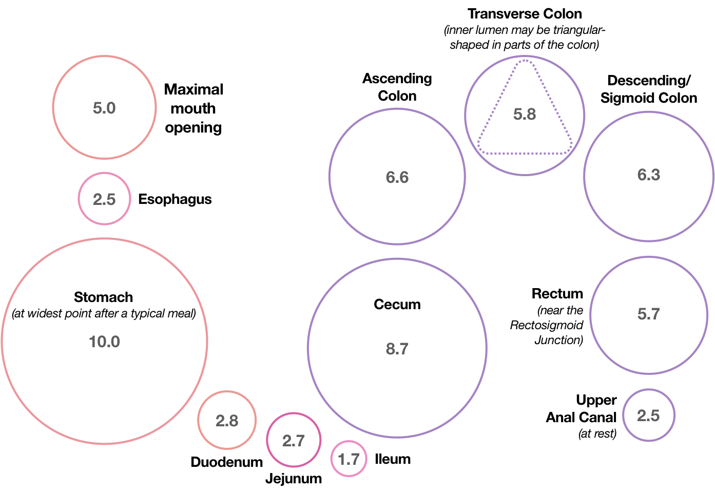 Figure 4 illustrates inner tube sizes as a series of rings, or circles. Here are the measurements, in centimeters: Maximal mouth opening: 5. Esophagus: 2.5. Stomach at widest point after a typical meal: 10 cm. Duodenum: 2.8. Jejunum: 2.7. Ileum: 1.7. Cecum: 8.7. Ascending colon: 6.6. Transverse colon: 5.8. Descending and Sigmoid colon: 6.3. Rectum near the Rectosigmoid Junction: 5.7. Upper anal canal at rest: 2.5 cm. Please note that the inner geometry of parts of the colon may be triangular rather than circular.