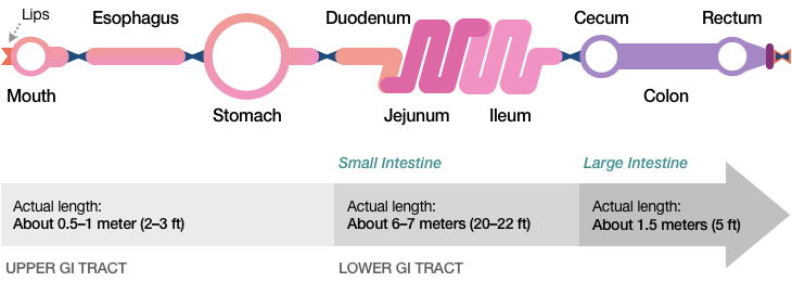 Figure 6 adds some measurements to the previous illustration. The Upper GI Tract, which runs from the Mouth to the Stomach, is usually about one-half to one meter long, which is about 2 to 3 feet. The Lower GI Tract is made up of two parts: the Small Intestine, which measures about 6 or 7 meters (which is about 20 to 22 feet), and the Large Intestine (which includes the Cecum, Colon, and Rectum), and which is about 1.5 meters, or 5 feet, long.