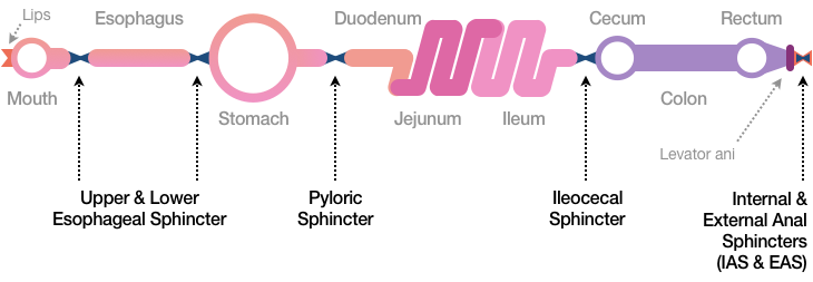 Figure 7 shows the same subway map view as before, but this time all the sphincters (or bow tie shapes) are marked. The two between the mouth and the stomach are called the Upper and Lower Esophageal sphincters. Between the Stomach and the Duodenum lies the Pyloric sphincter. The Ileocecal sphincter sits between the Ileum and the Cecum. And at the end of the line are the Internal and External Anal sphincters.