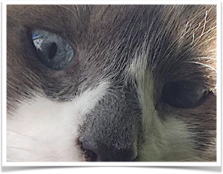 Figure 8 is a close-up photograph of a female cat’s face. Her eyes are looking straight at the camera, and it is clear that her irises are in the process of narrowing from a circle into a vertical line, or slit.