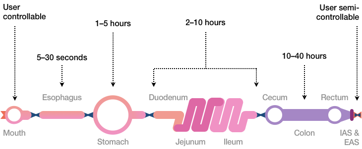 Figure 9 shows the subway map again, with food transit times marked. Chewing and swallowing time is a personal choice. Once in the Esophagus: 5 to 30 seconds. Time in the stomach: 1 to 5 hours. For food to pass through the Small Intestine (the Duodenum, Jejunum, and Ileum): 2 to 10 hours. The Large Intestine (that is, Cecum, Colon, and Rectum: 10 to 40 hours. Choosing a time to release waste can usually be determined by personal choice, up to a point.